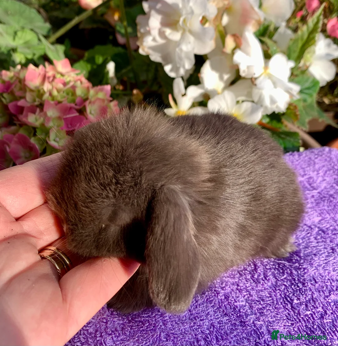 Mini Lop rabbits for sale: Gorgeous purebred baby mini lops ready to reserve - Advert 1