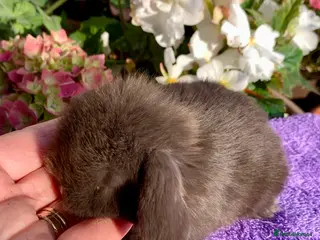 Mini Lop rabbits Gorgeous purebred baby mini lops ready to reserve - Advert 7