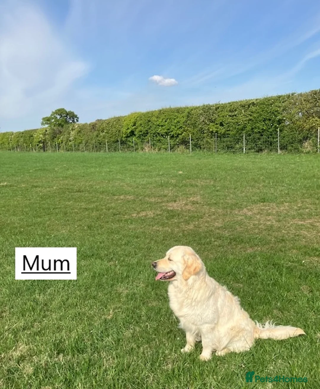 Golden Retriever dogs for sale: Beautiful retriever puppies, KC Reg/Health tested - Advert 16