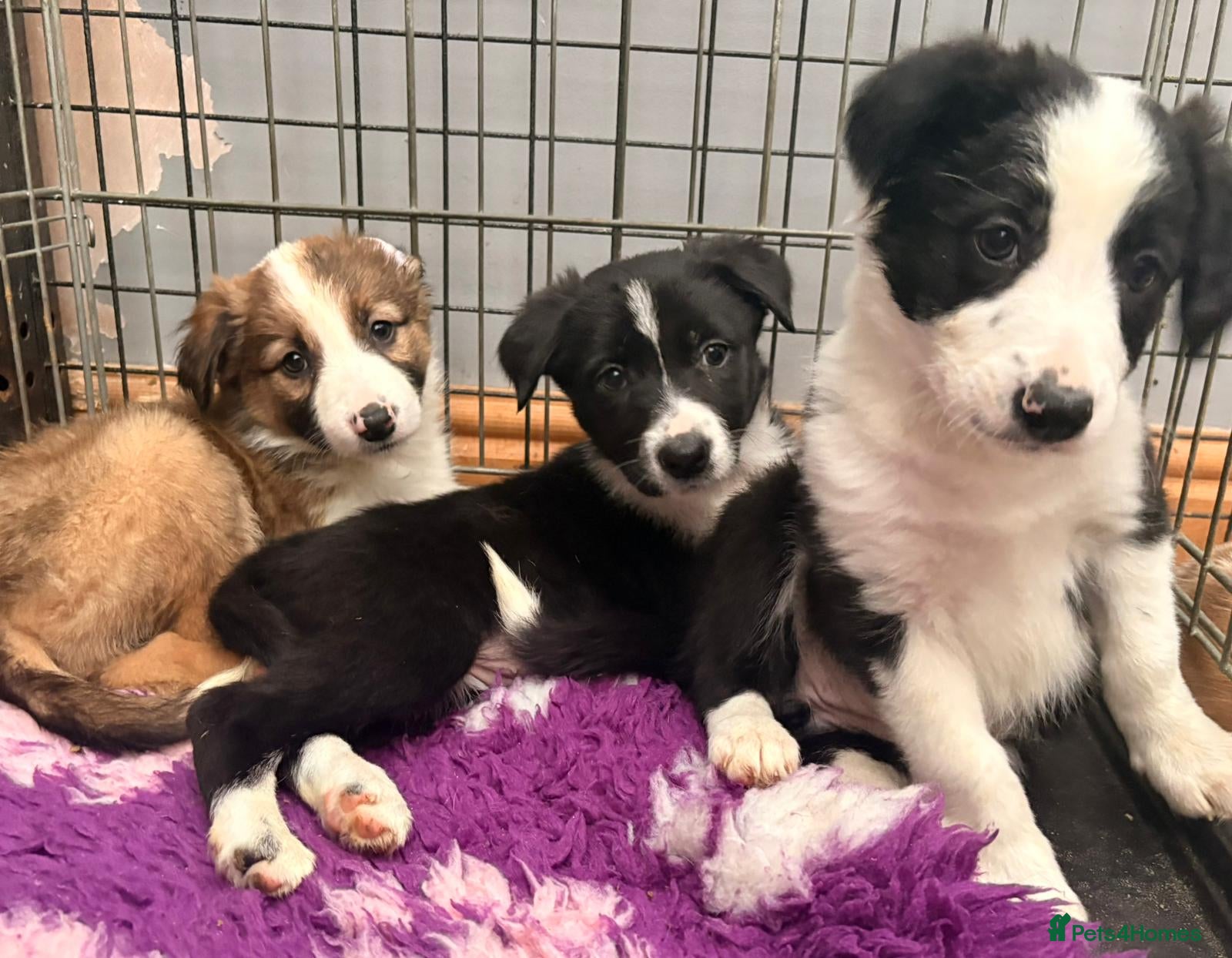 Border Collie dogs Border  collie pups. Mixed colours. - Advert 6