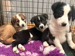 Border Collie dogs Border collie pups. Mixed colours. - Advert 6