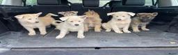 Mixed Breed dogs for sale: German Shepherd X Akita Pups - Advert 9