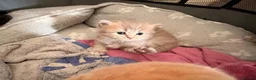 British Shorthair cats for sale: British blue cross Norwegian forest  - Advert 6
