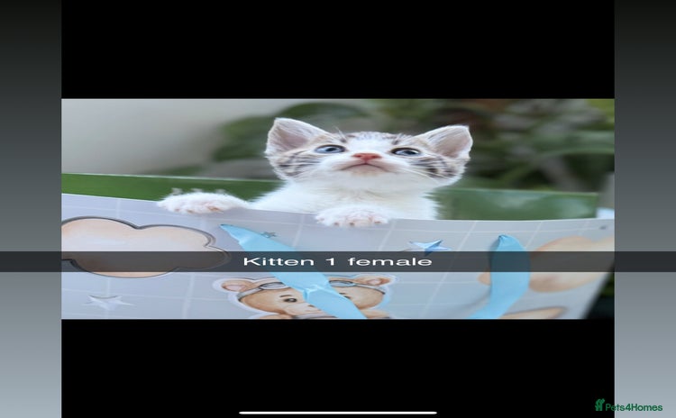 Mixed Breed cats - Advert 2