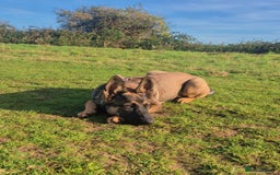 German Shepherd dogs for sale: Beautiful 7Month old German shepard/czech - Advert 2