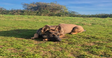 German Shepherd dogs Beautiful 7Month old German shepard/czech - Advert 13