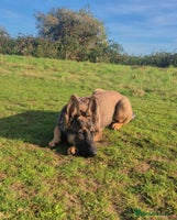 German Shepherd dogs Beautiful 7Month old German shepard/czech - Advert 2