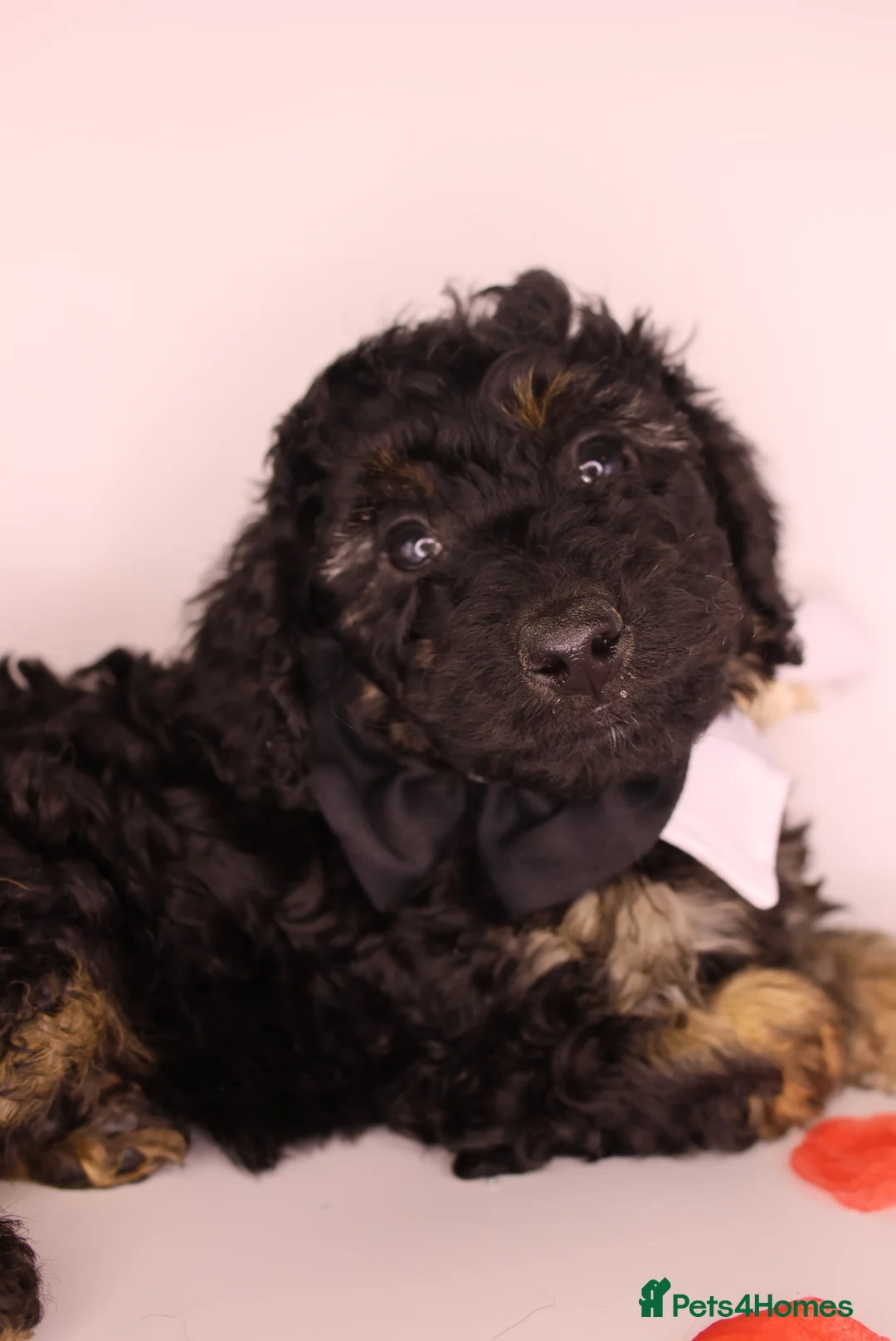 Cockapoo dogs for sale: Cute Miniature Cockapoo Babies - Advert 33