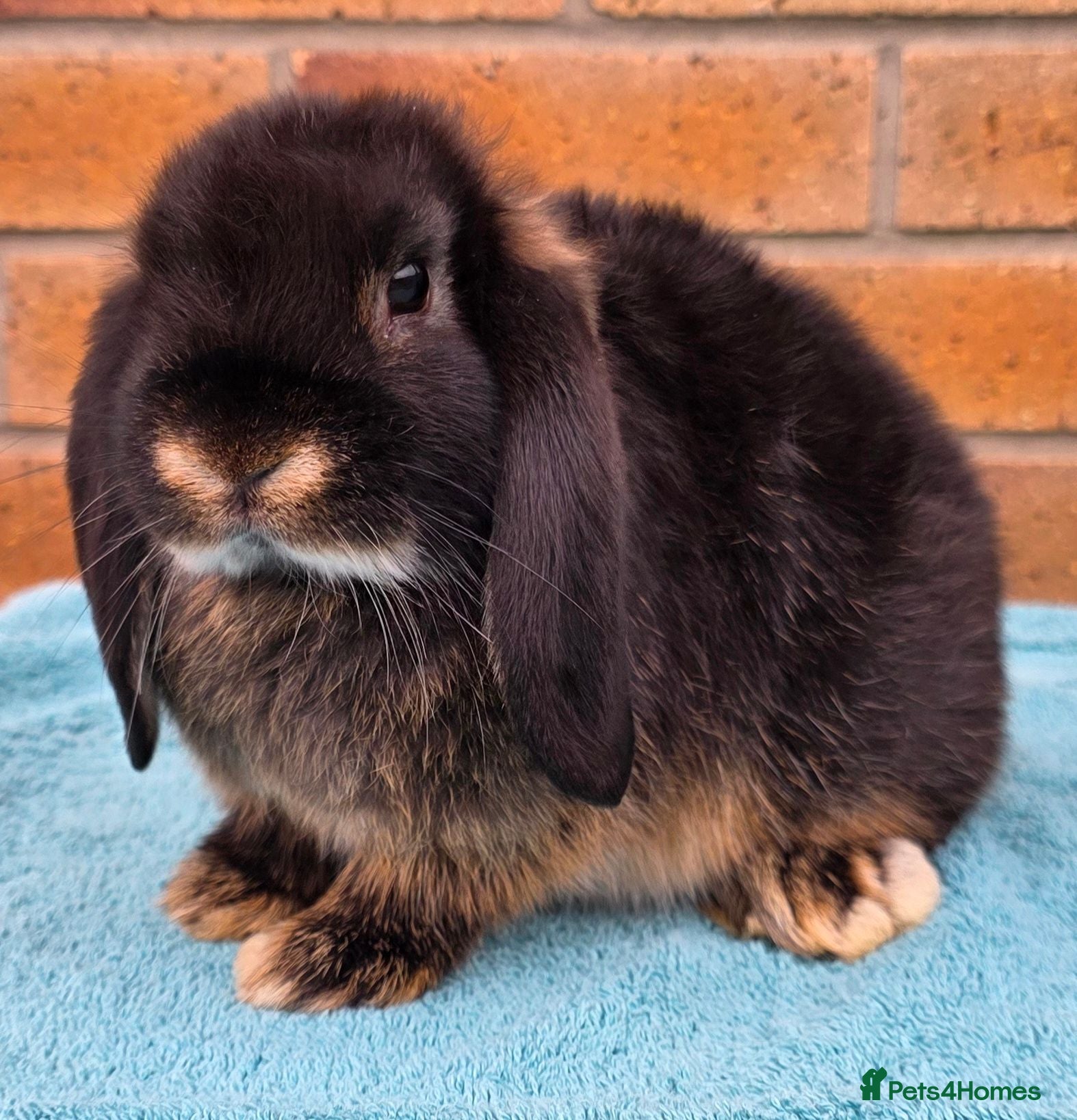 Mini Lop rabbits Mini Lop Babies born 17.06.26 - Advert 1