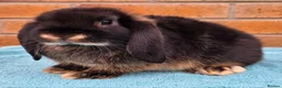 Mini Lop rabbits for sale: Mini Lop Babies - Advert 11