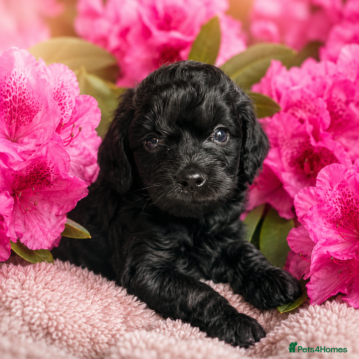 Cockapoo dogs Two Stunning Cockapoo Boys - Advert 2