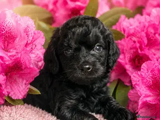 Cockapoo dogs for sale: Stunning Cockapoo Black Boy - Advert 1