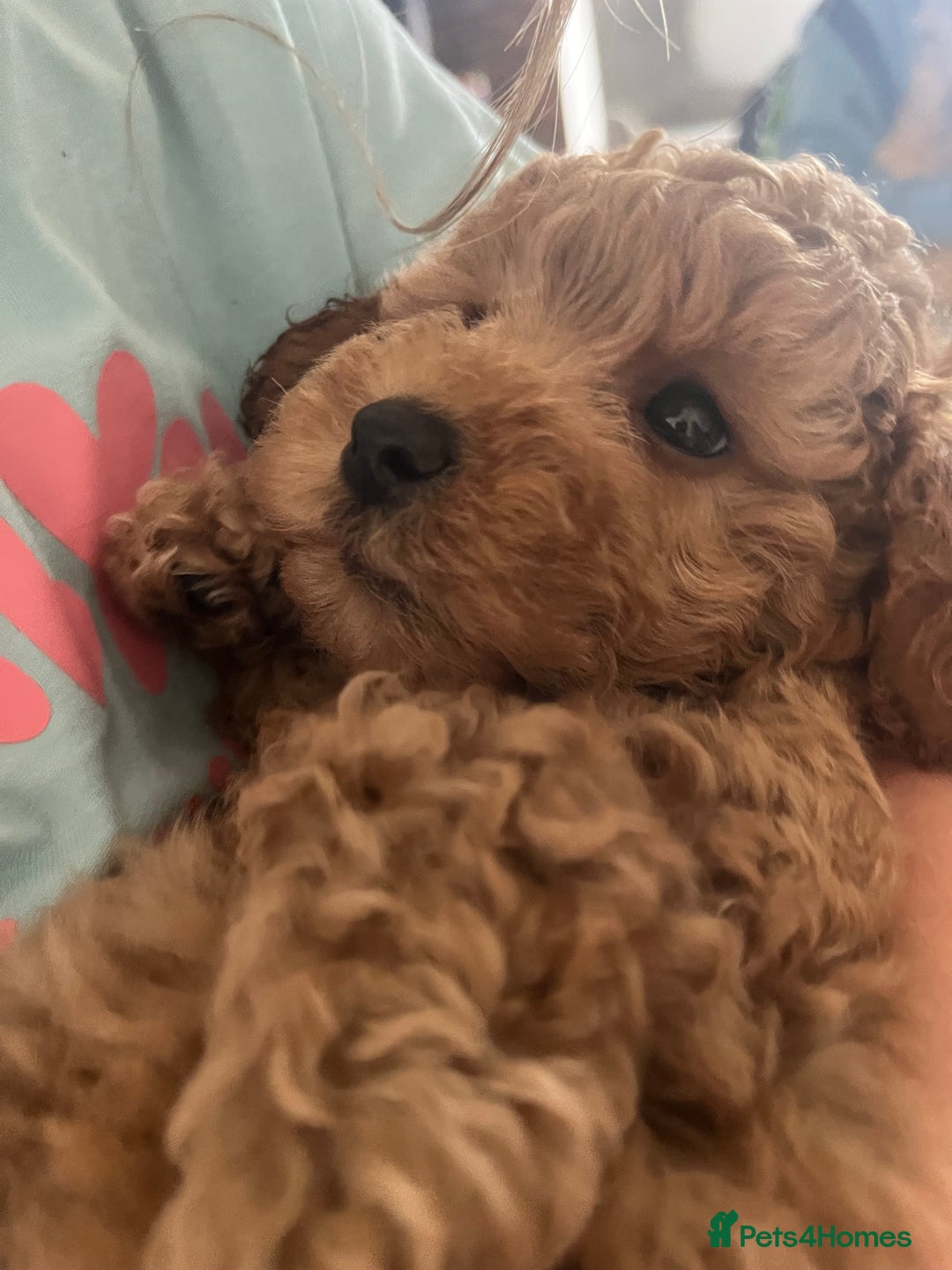 Mixed Breed dogs for sale: Gorgeous Malshipoo puppies  - Image 7