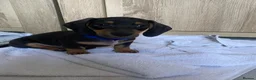 Dachshund dogs for sale: Beautiful miniature dachshund puppy’s  in Newport - Advert 2