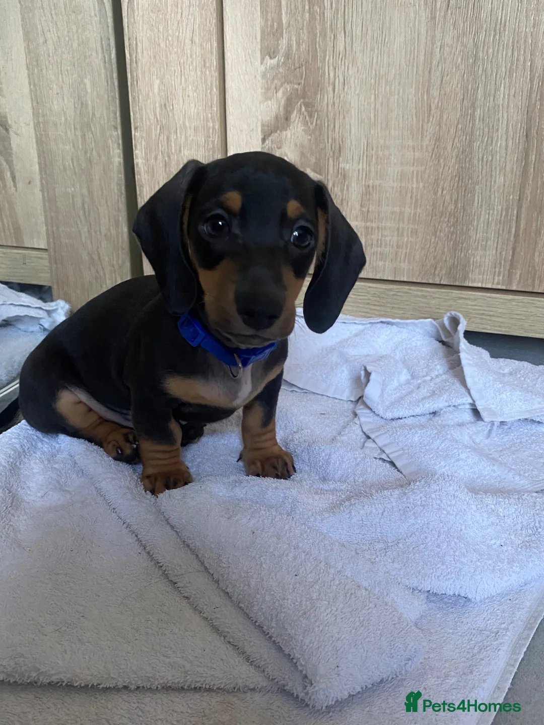 Dachshund dogs for sale: Beautiful miniature dachshund puppy’s  in Newport - Advert 2
