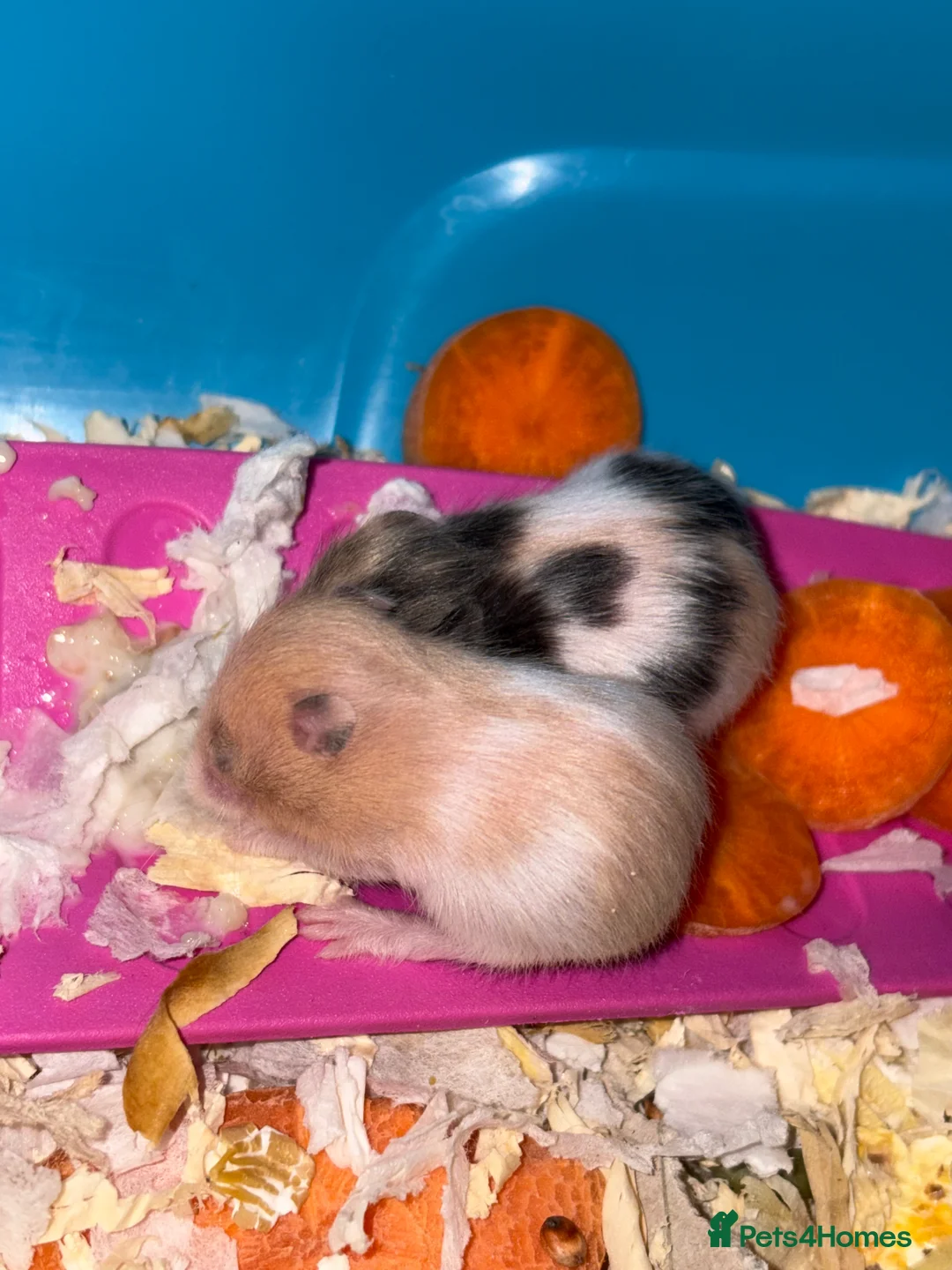 Hamster rodents for sale: Baby hamsters for sale - Advert 16