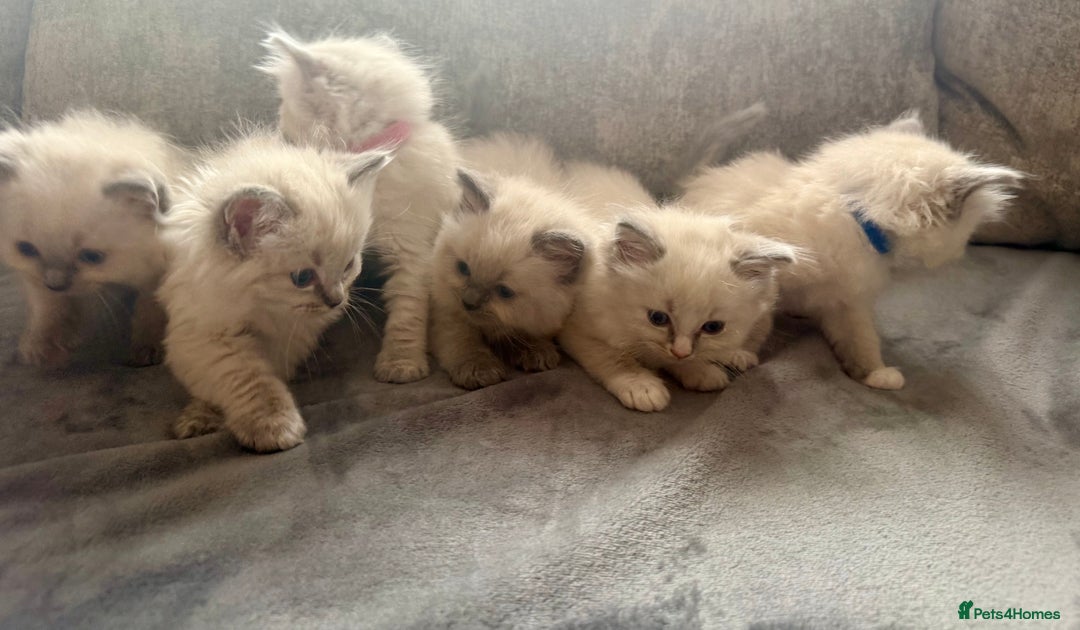 Ragdoll cats for sale: Beautiful Ragdoll Kittens  - Image 12