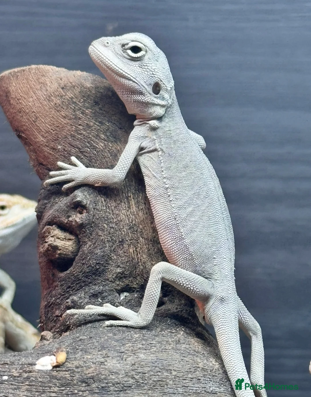 Bearded Dragon reptiles for sale:  Snow White Zero Bearded Dragons Available  - Advert 1