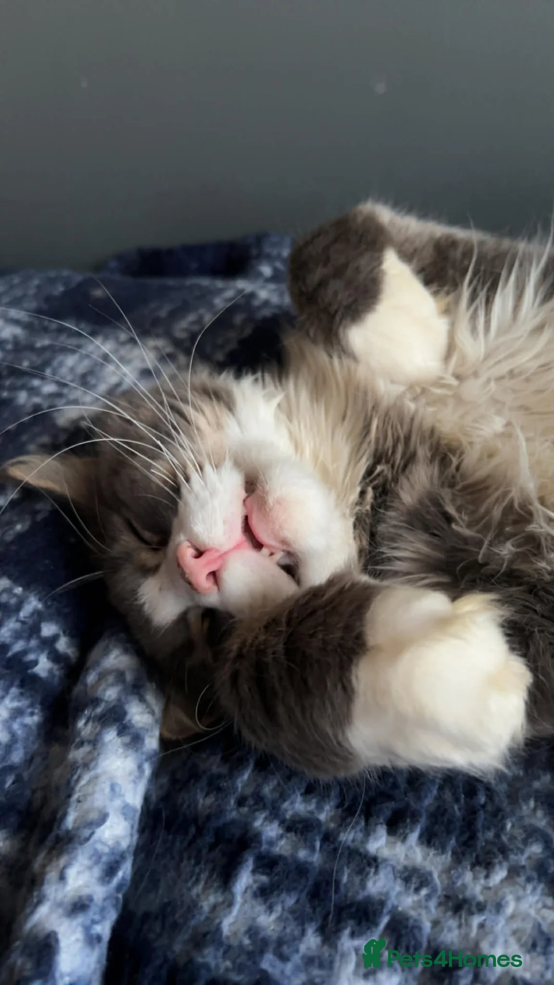 Maine Coon cats for sale: Stunning boy - Advert 1