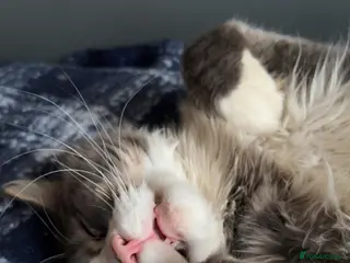 Maine Coon cats Stunning boy - Advert 5