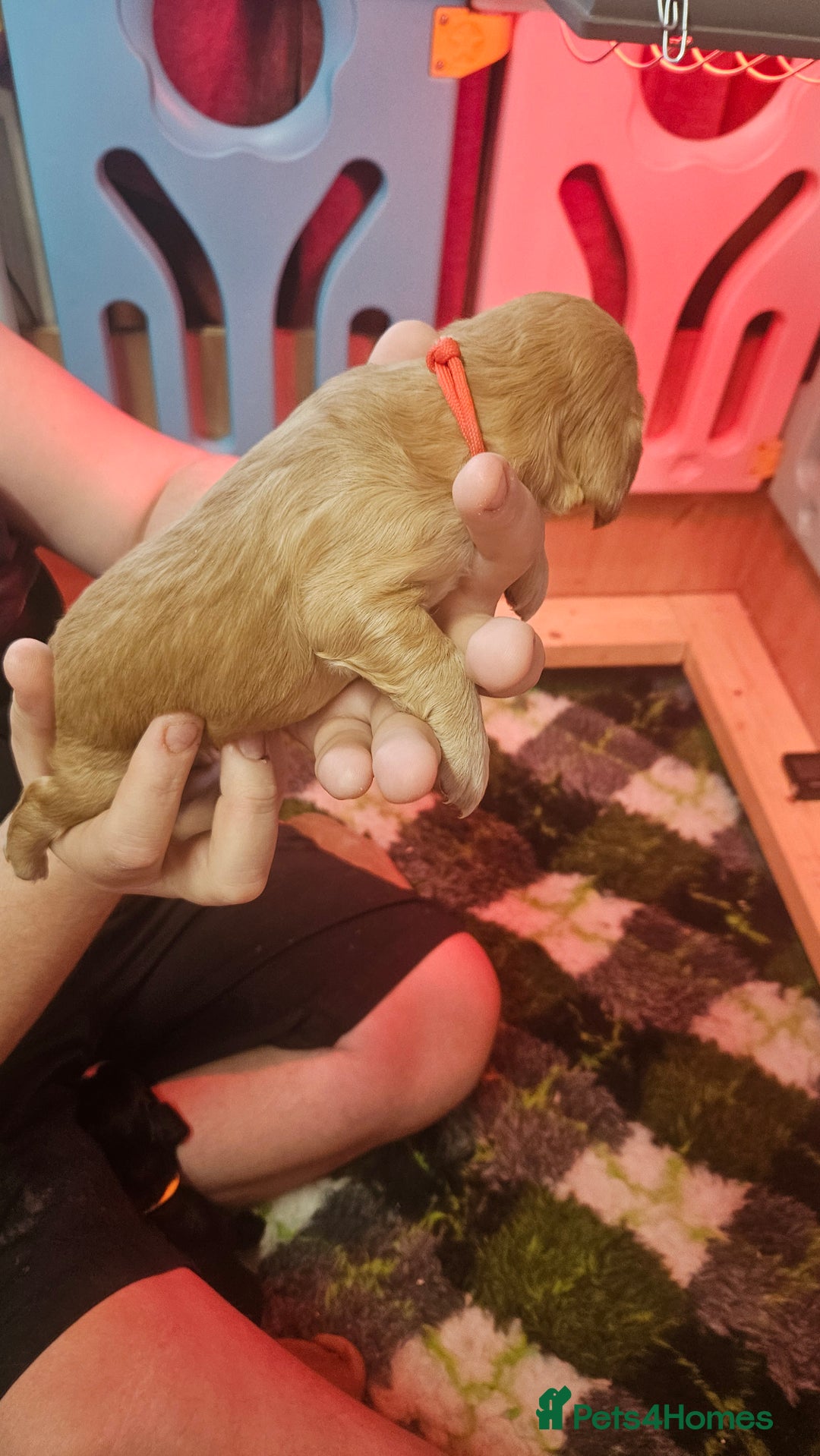 Cocker Spaniel dogs for sale: Beautiful cocker spaniel  - Image 12