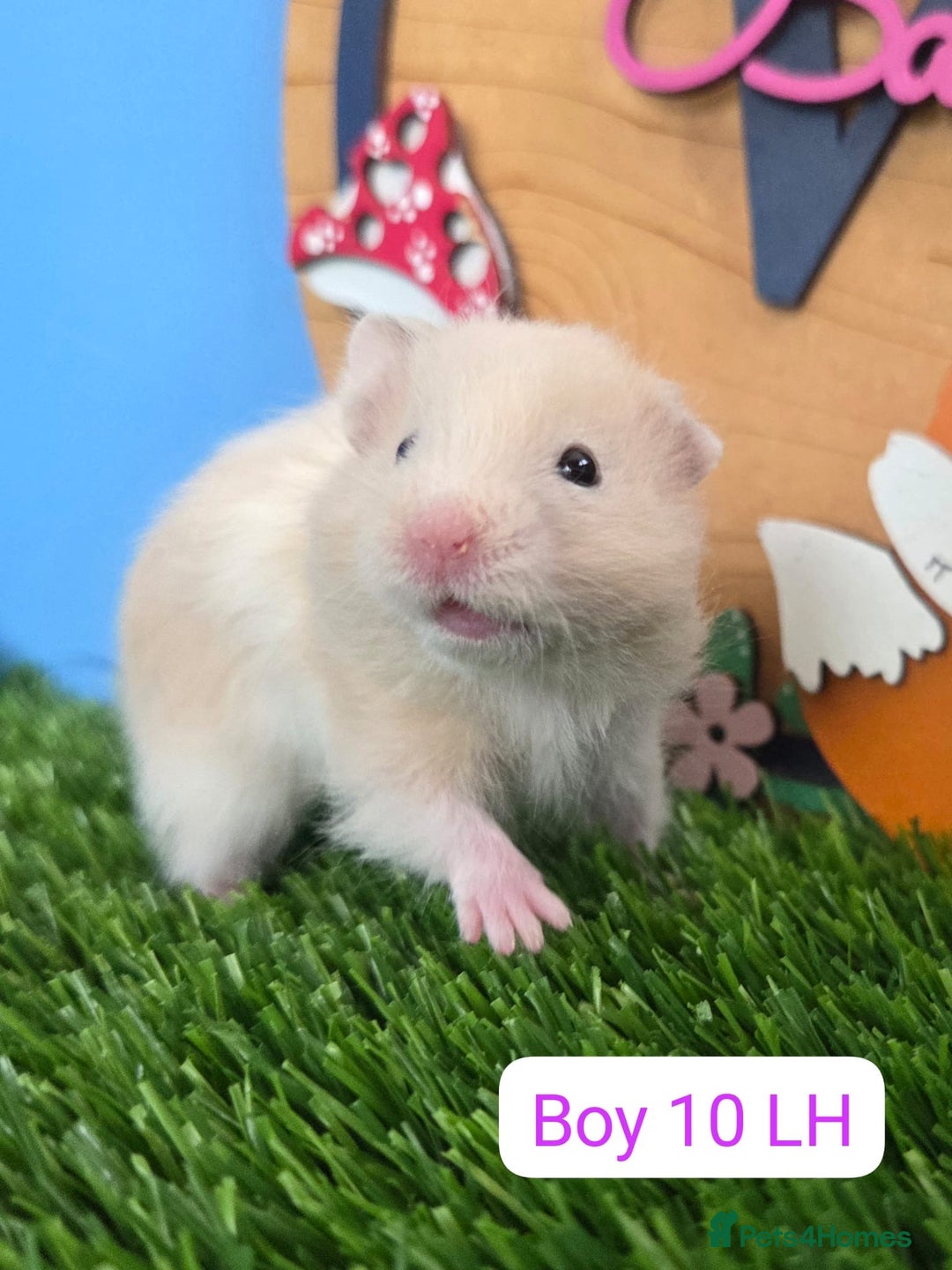 Hamster rodents for sale: Baby Syrian Hamsters Males Boys Females Girls - Image 7