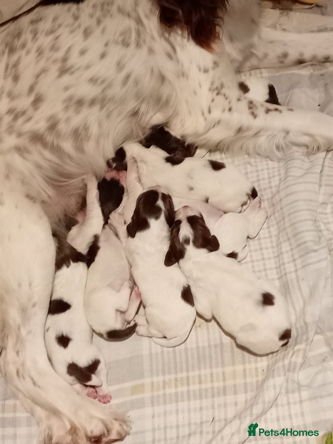 English Springer Spaniel dogs for sale: KC Reg English Springer Spaniels - 2 girls left - Advert 10