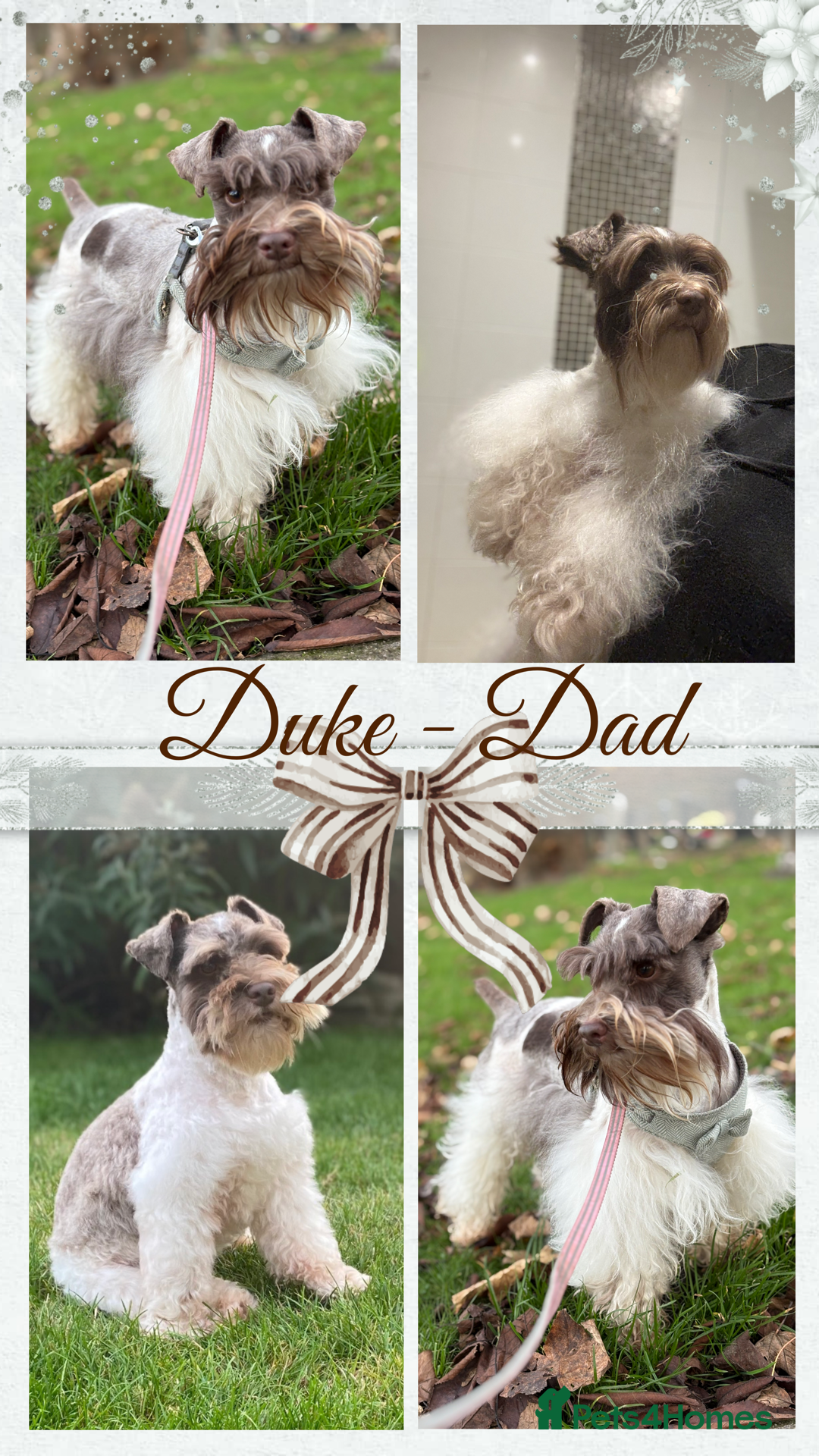 Miniature Schnauzer dogs for sale: Chocolate & Tan, Wheaten Parti Mini Schnauzers - Advert 11