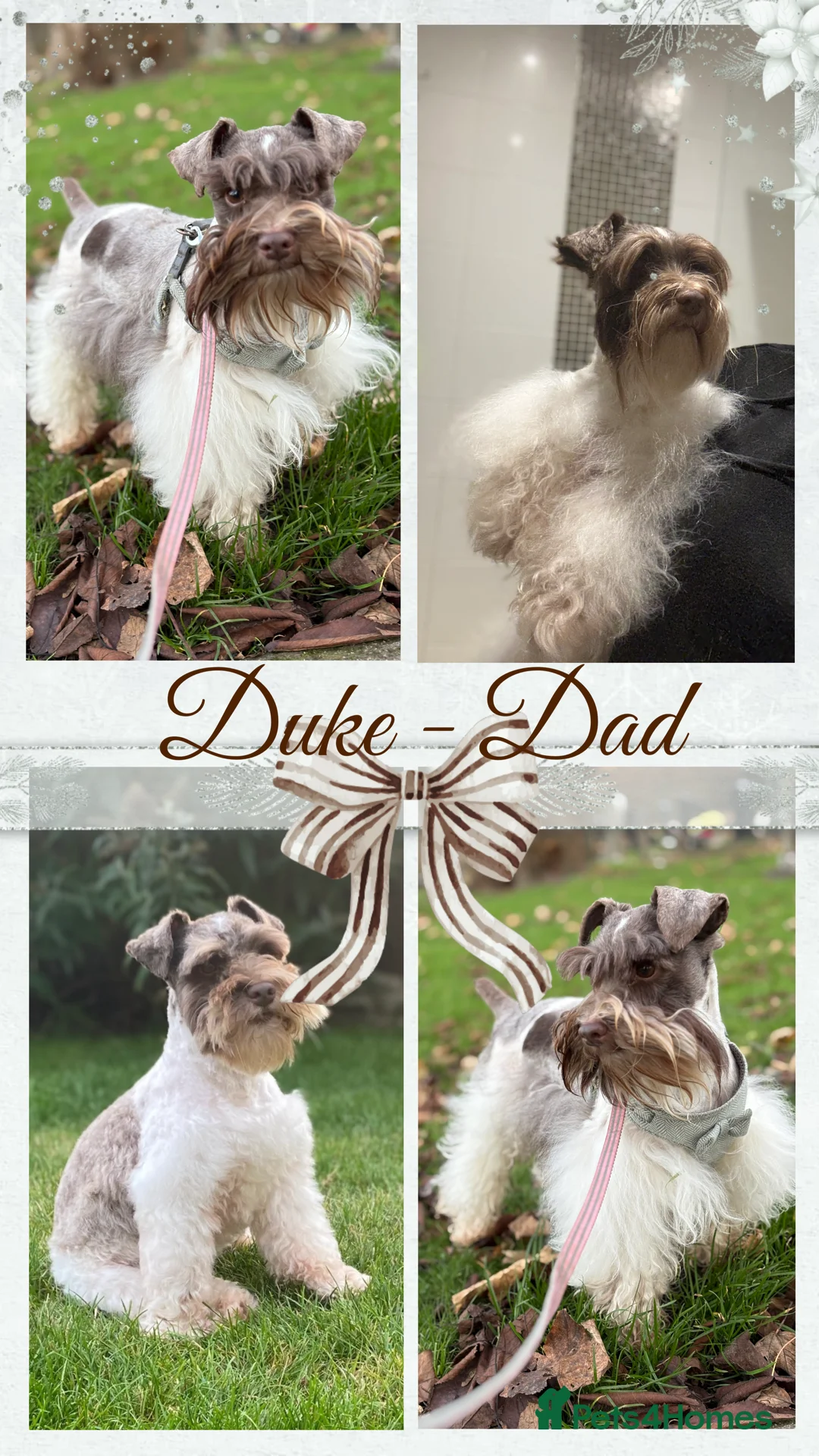 Miniature Schnauzer dogs for sale: Last KC Chocolate Parti Mini Schnauzer - Advert 7