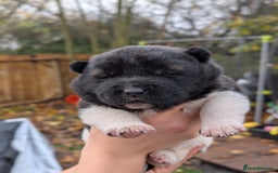 Akita dogs for sale: Akita Puppies - Advert 2