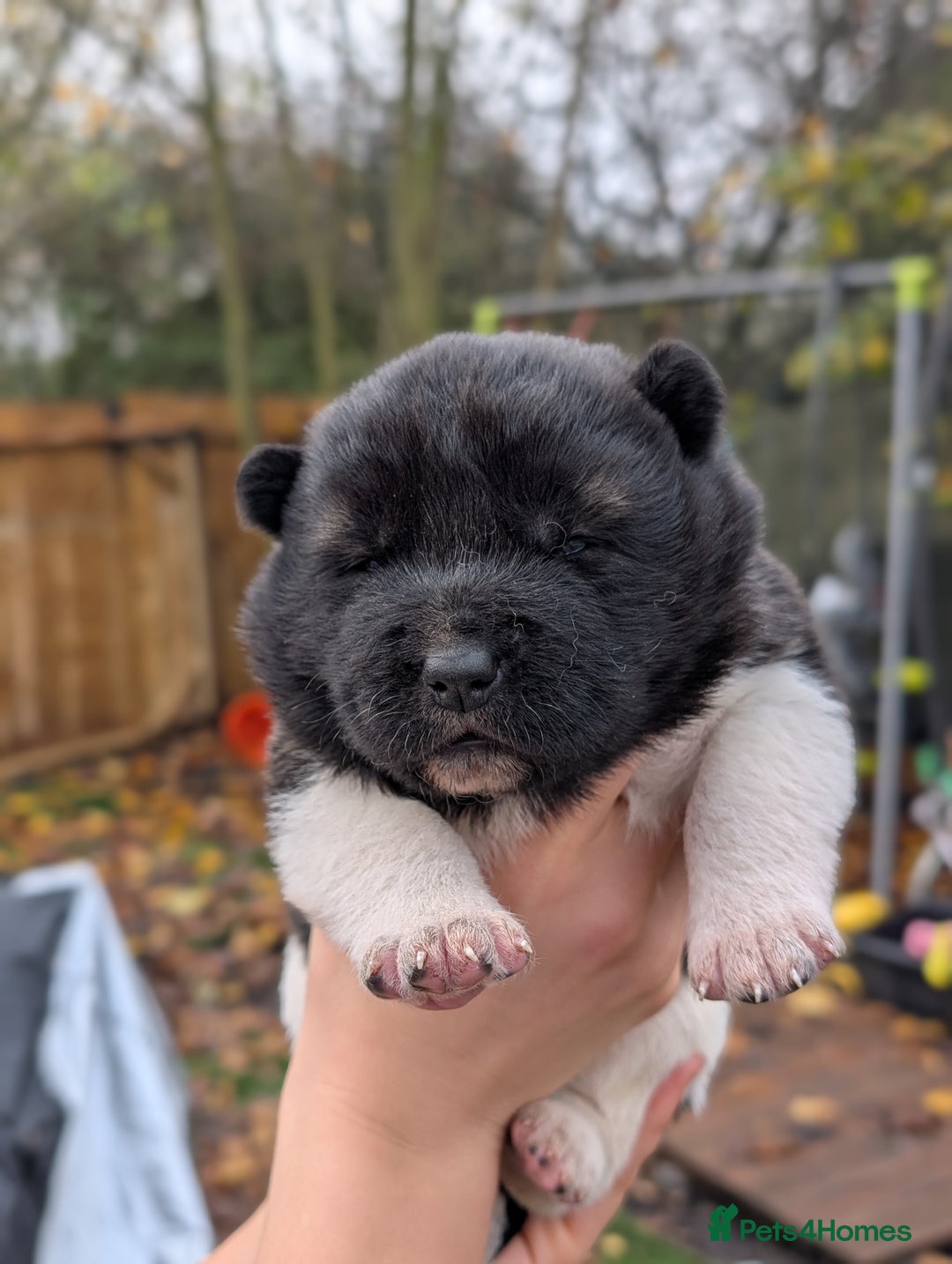 Akita dogs for sale: Akita Puppies - Advert 2