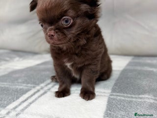 Chihuahua dogs - Advert 6