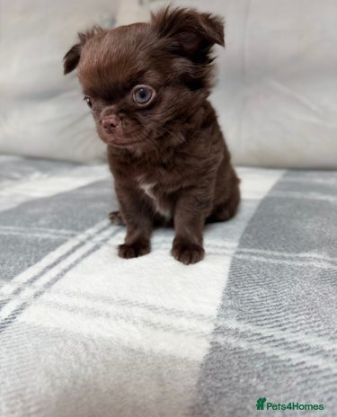 Chihuahua dogs - Advert 8