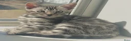 Bengal cats for sale: BENGAL 🔥 KITTENS TICA REGISTERED  - Advert 13