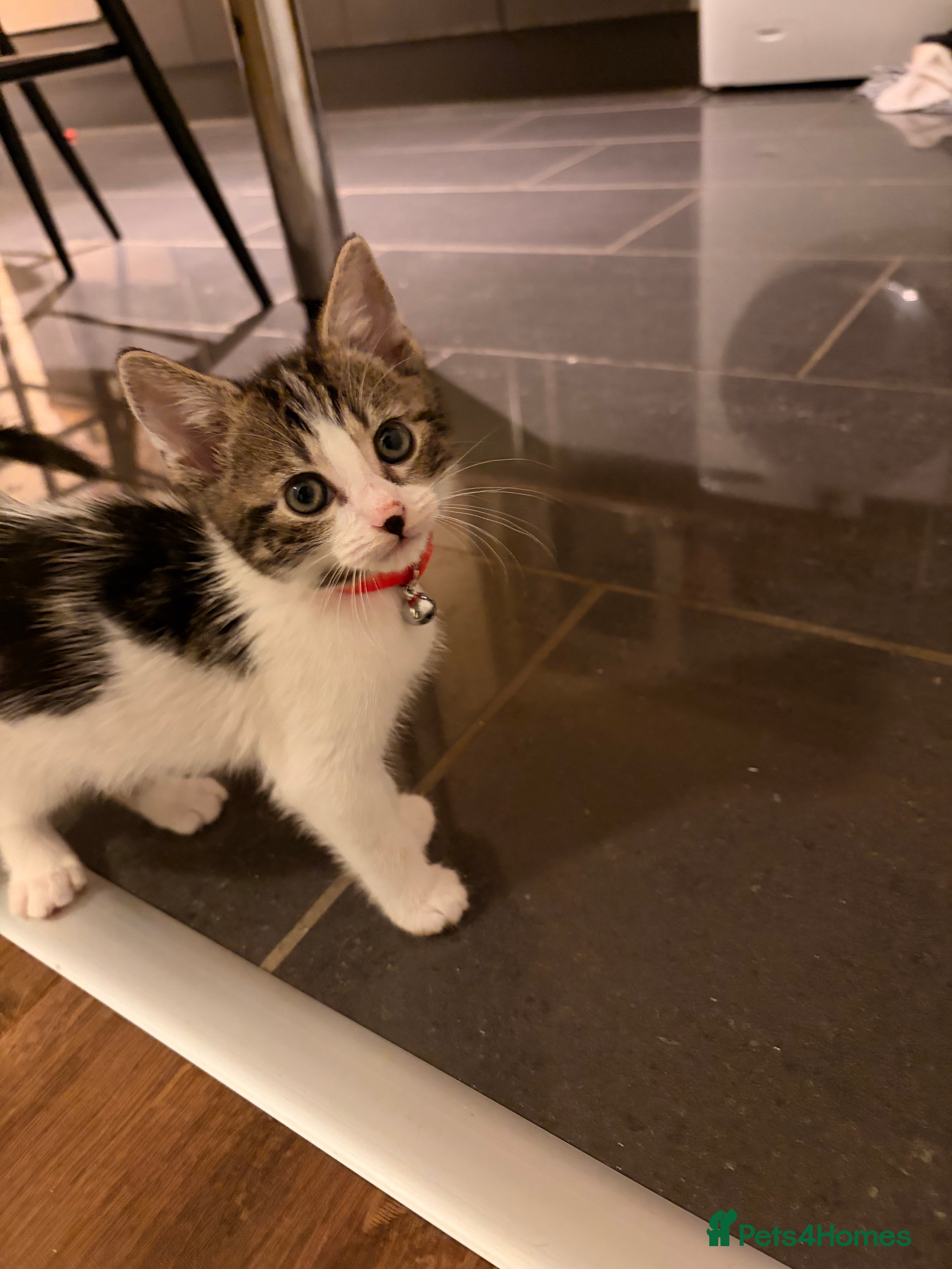 Mixed Breed cats Playful and loving boy - Advert 2