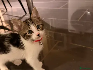 Mixed Breed cats Playful and loving boy - Advert 2