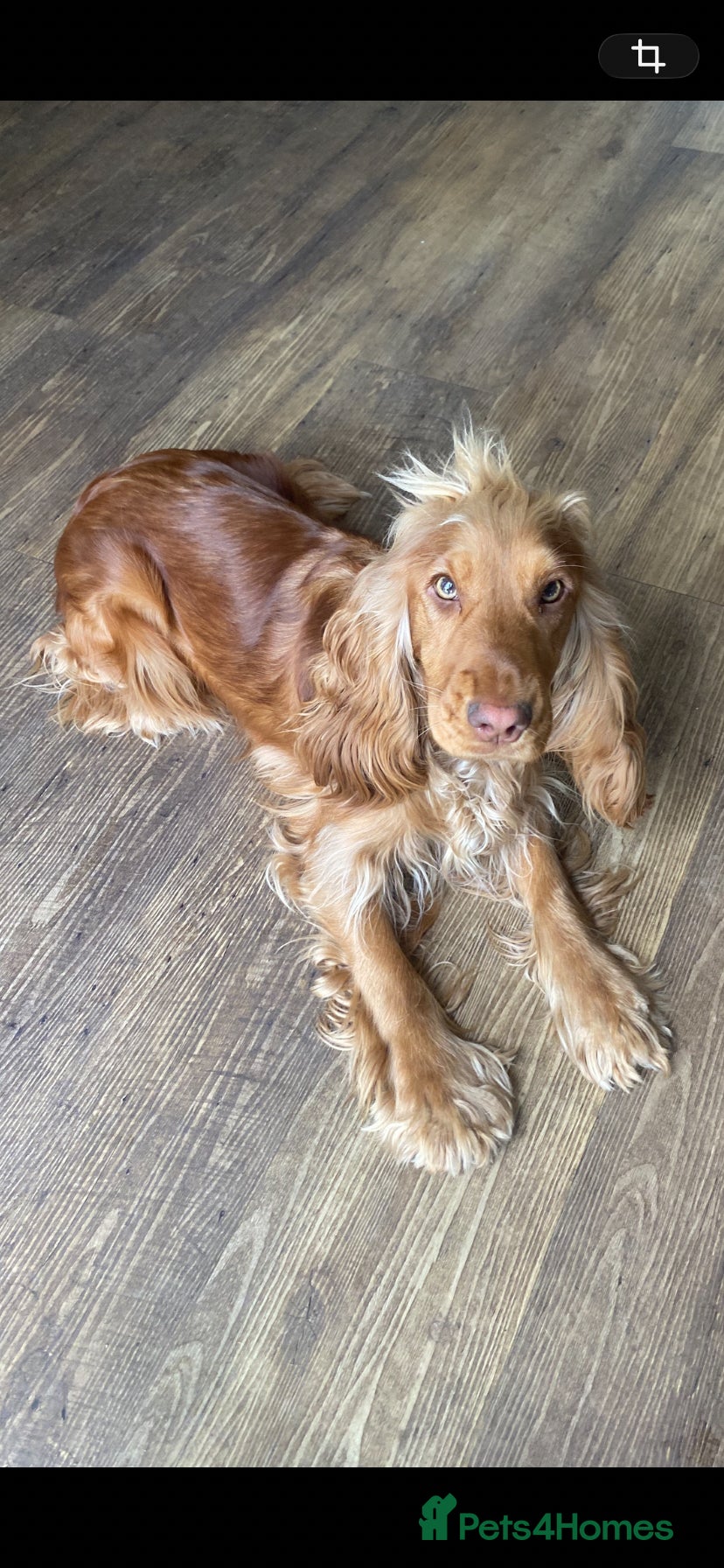 Cocker Spaniel dogs for sale: Cocker spaniel  - Advert 1