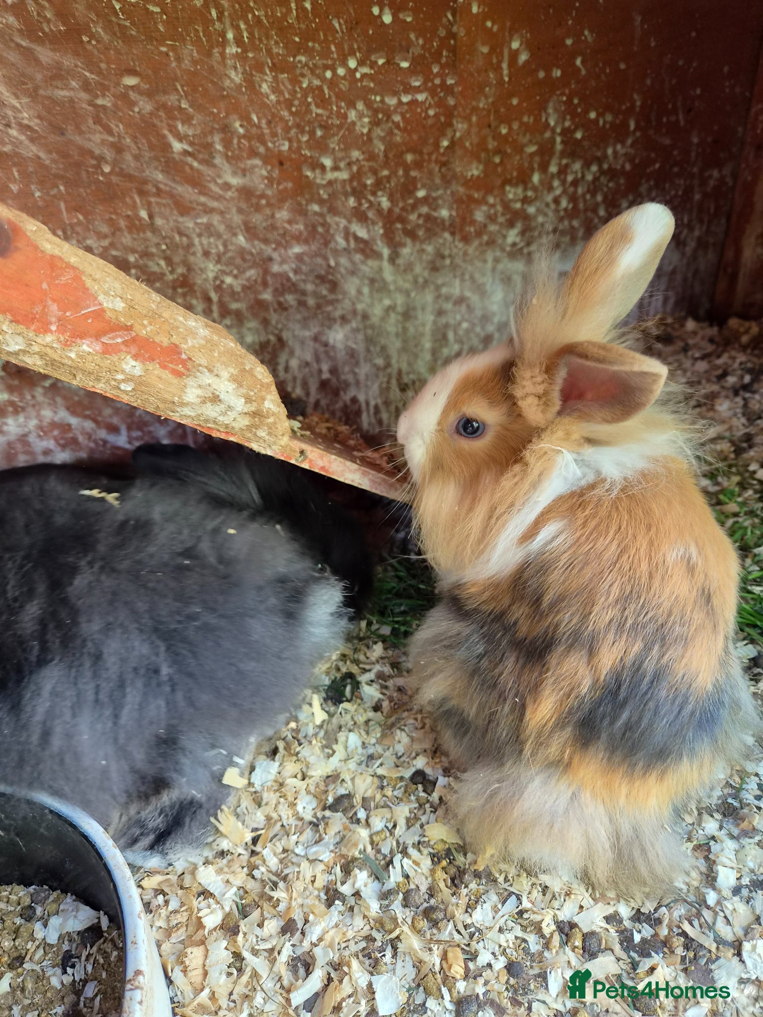 Lionhead rabbits for sale: 5 baby lion heads for sale £60 each  in Manchester - Advert 12
