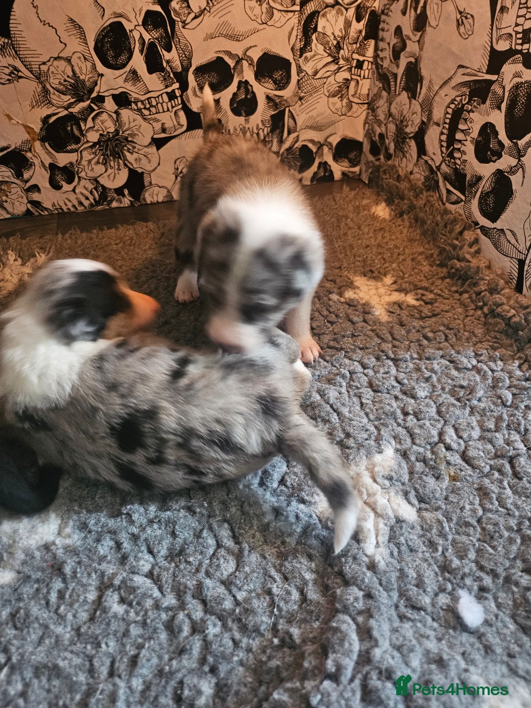 Border Collie dogs for sale: Unique blue merle border collie puppies - Image 30