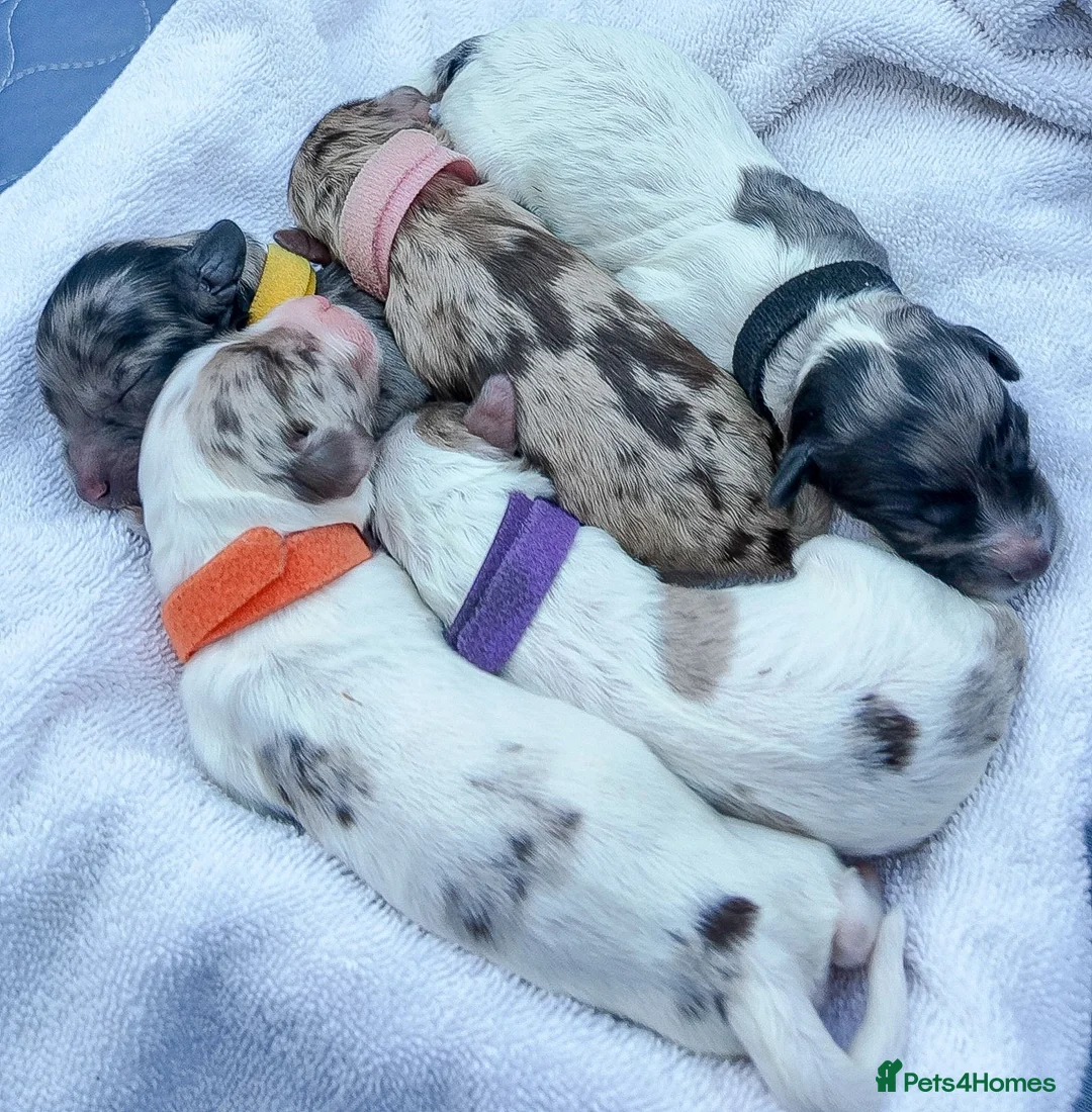 Mixed Breed dogs for sale: Australian Labradoodle. Labradoodle/Cockapoo - Advert 2