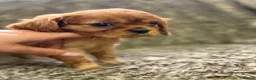 Cavalier King Charles Spaniel dogs for sale: Kc registered Cavalier King Charles Spaniel - Advert 8