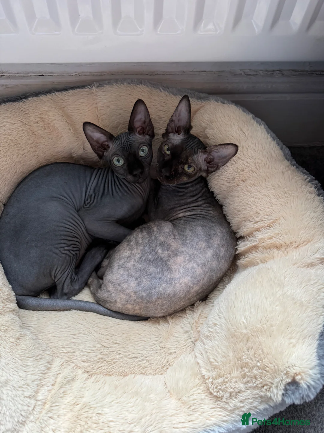 Sphynx cats for sale: Black Sphynx  - Advert 2