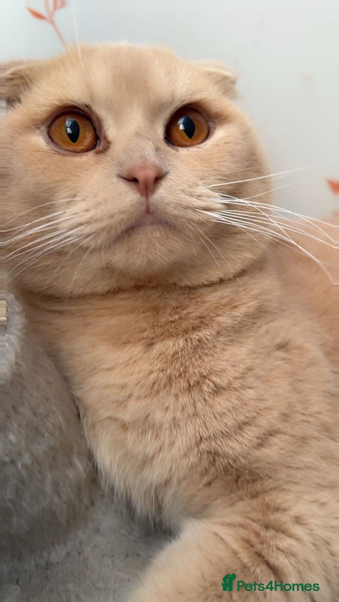 British Shorthair cats for sale: British Short hair/Scottish Fold - Image 6