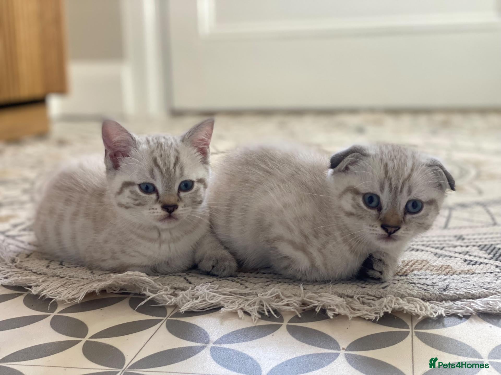 Scottish Fold cats 🐾Cute🐱 Scottish fold and Scottish straight🐱🐾 - Advert 1