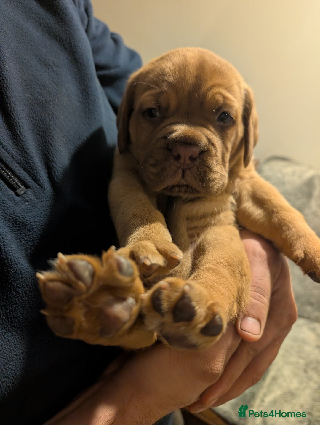 Dogue De Bordeaux dogs for sale: Puppy for sale  - Advert 3