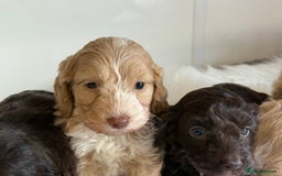 Cockapoo dogs for sale: F1 Cockapoo’s  - Image 8