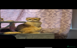 Scottish Fold cats for sale: Scottish fold cat - Image 4