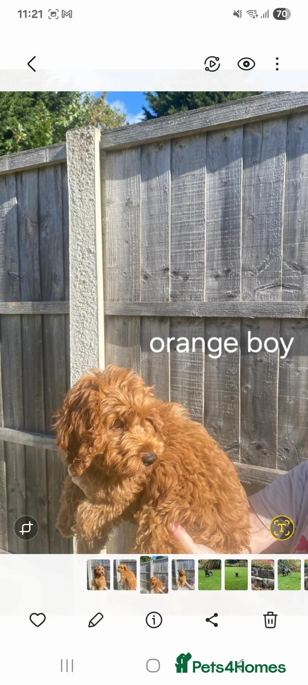 Cockapoo dogs for sale: READY NOW Stunning red f1 cockapoo  - Advert 2