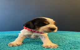 Cocker Spaniel dogs for sale: Cocker spaniel puppies  - Image 3