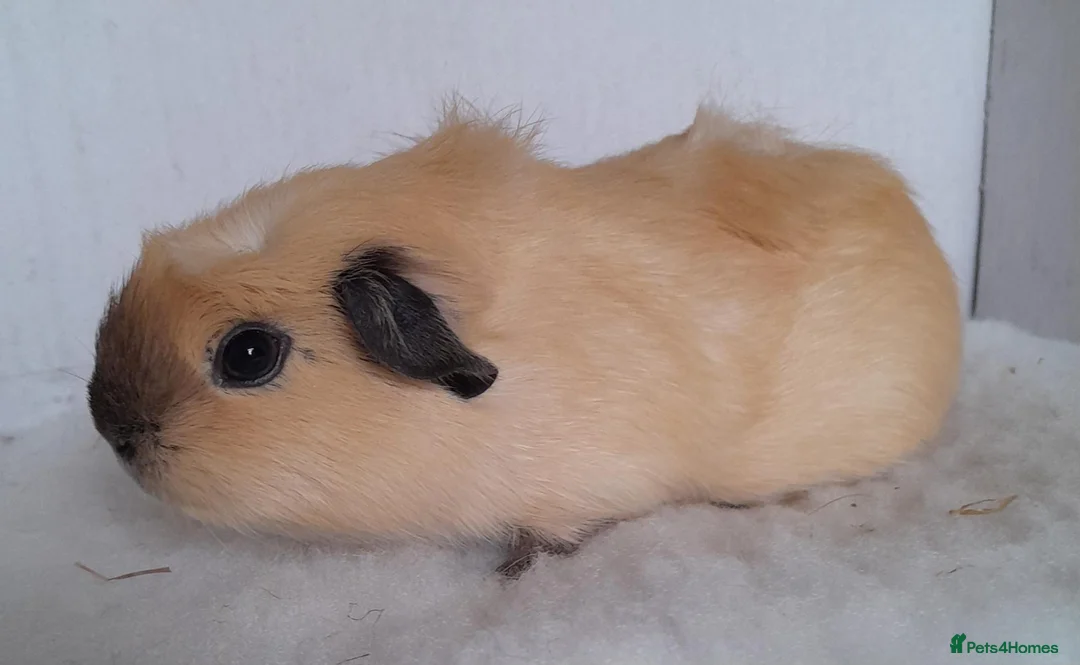Guinea Pig rodents for sale: Crested Cream Californian Female Guinea Pig - Advert 3